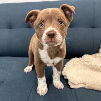 Jake Sully -  Mixed Breed Dog for Adoption in Park City, Utah - Jake Sully | PetCurious
