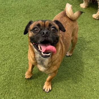 Chopper 0242 -  Pug Dog for Adoption in Loxahatchee Groves, Florida - Chopper 0242 | PetCurious