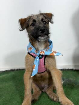 Marvin-One of our Amazing Rescue Dogs -  Border Terrier and Irish Terrier Dog for Adoption in Carlsbad, California - Marvin-One Of Our Amazing Rescue Dogs | PetCurious