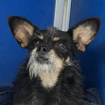 111744 -  Mixed Breed Dog for Adoption in Las Cruces, New Mexico - 111744 | PetCurious
