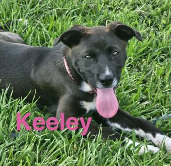 Border Collie Dogs Available for Adoption in Austin, Texas - Keeley | PetCurious