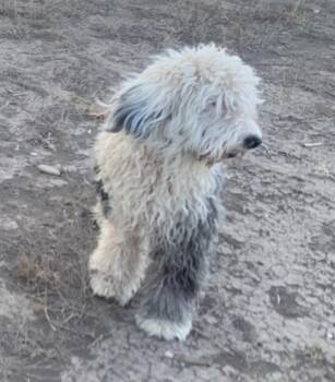Poodle and Havanese Dogs Available for Adoption in Thompson Falls, Montana - Curly | PetCurious