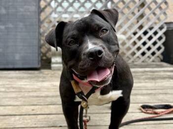 Mixed Breed Dogs Available for Adoption in Georgetown, Texas - Hippo | PetCurious