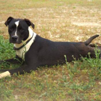 Pit Bull Terrier and Mixed Breed Dogs Available for Adoption - Koda JuM | PetCurious