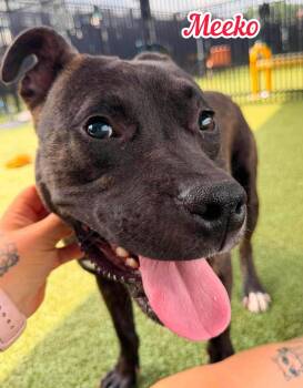 Meeko -  Mixed Breed Dog for Adoption in Flint, Michigan - Meeko | PetCurious