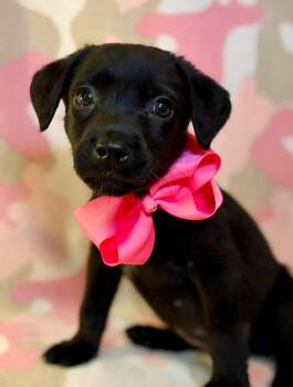 Cami -  Labrador Retriever Dog for Adoption in Barnhart, Missouri - Cami | PetCurious