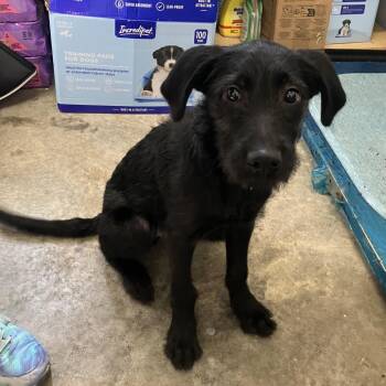 Obsidian -  Schnauzer and Mixed Breed Dog for Adoption in Louisville, Kentucky - Obsidian | PetCurious