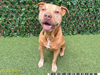 Mixed Breed Dogs Available for Adoption in West Palm Beach, Florida - JOEY | PetCurious