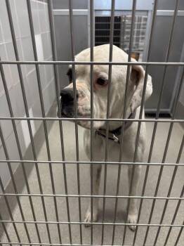 MIKEY -  Boxer Dog for Adoption in Las Vegas, Nevada - MIKEY | PetCurious
