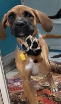 A476492 -  Black Mouth Cur and Mixed Breed Dog for Adoption in Oklahoma City, Oklahoma - A476492 | PetCurious