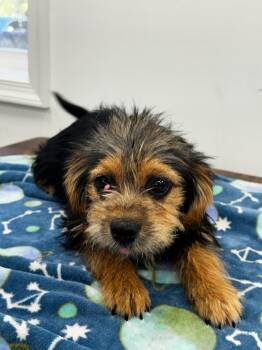 Yorkshire Terrier Dogs Available for Adoption in Cambridge, Maryland - York | PetCurious