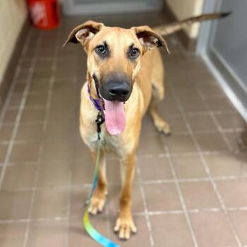 Squirt -  Mixed Breed Dog for Adoption in New York, New York - Squirt | PetCurious