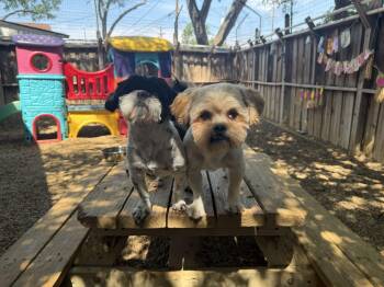Ruby & Max -  Shih Tzu Dog for Adoption in Pantego, Texas - Ruby & Max | PetCurious