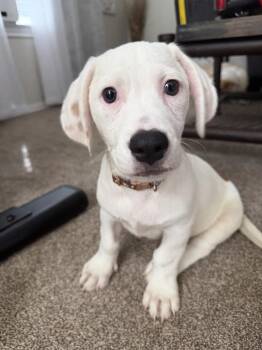 Niblet Noodle Button -  Basset Hound Dog for Adoption in Friendswood, Texas - Niblet Noodle Button | PetCurious