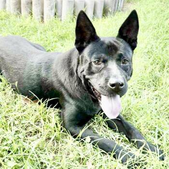 Rescue Shepherd and Black Labrador Retriever Dogs for Adoption in Austin, Texas - Socrates | PetCurious