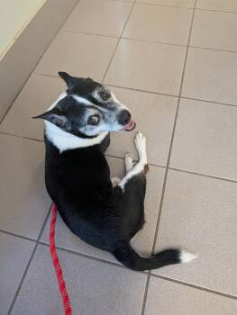 Jack Russell Terrier Dogs Available for Adoption in Richmond, Virginia - Winston | PetCurious