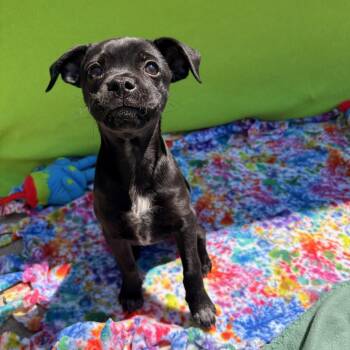 Pug and Shepherd Dogs Available for Adoption in White Oak, Pennsylvania - Swiper | PetCurious