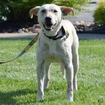 REX -  Labrador Retriever and Mixed Breed Dog for Adoption in St. Louis, Missouri - REX | PetCurious