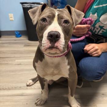 Rescue Terrier Dogs for Adoption in St. Louis, Missouri - Saquon Barkley | PetCurious