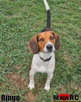 Rescue Beagle Dogs for Adoption in Maryville, Tennessee - Ringo | PetCurious