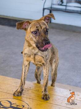 Pabst -  Pit Bull Terrier Dog for Adoption in Roanoke, Virginia - Pabst | PetCurious