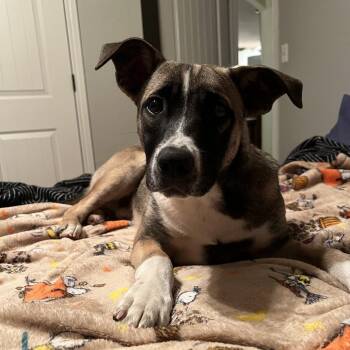 Galloway -  Mountain Cur and Mixed Breed Dog for Adoption in Washburn, Missouri - Galloway | PetCurious