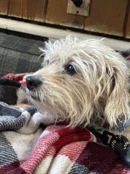 Yorkshire Terrier Dogs Available for Adoption - Buddy Holly | PetCurious