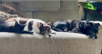 Harley & Jack -  Chihuahua Dog for Adoption in North Freedom, Wisconsin - Harley & Jack | PetCurious