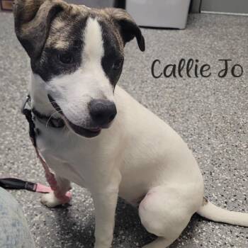 Pepper (Callie Jo) -  Rat Terrier and Border Collie Dog for Adoption in Parkersburg, West Virginia - Pepper (Callie Jo) | PetCurious