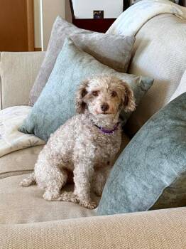Poodle Dogs Available for Adoption - Molly $550 *Miniature* | PetCurious