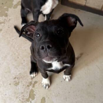 Rescue Australian Shepherd and Pit Bull Terrier Dogs for Adoption in Grand Junction, Colorado - Shania | PetCurious