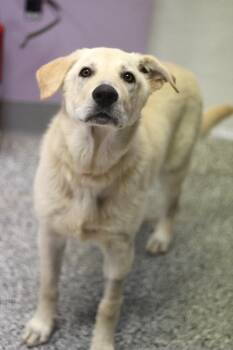 Mahner in NH. Come Meet our Adoptable Dogs Wednesday-Saturday. M -  Yellow Labrador Retriever Dog for Adoption in Manchester, New Hampshire - Mahner In NH. Come Meet Our Adoptable Dogs Wednesday-Saturday. M | PetCurious