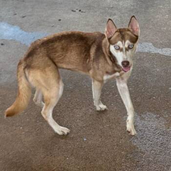 Susan -  Mixed Breed Dog for Adoption in Lake Jackson, Texas - Susan | PetCurious