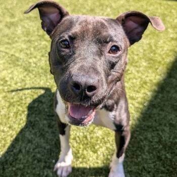 Rescue Pit Bull Terrier Dogs for Adoption in Greensboro, North Carolina - Monday | PetCurious