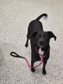 Terrier Dogs Available for Adoption in Athens, Tennessee - Zena | PetCurious