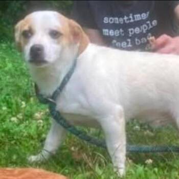 Dylan -  Terrier and Mixed Breed Dog for Adoption - Dylan | PetCurious