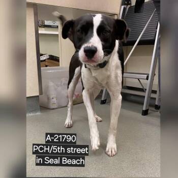 Border Collie Dogs Available for Adoption in Westminster, California - WAGS-Stray-21790 | PetCurious