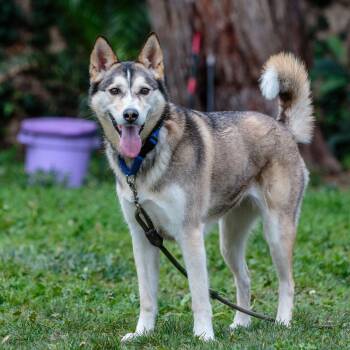 Siberian Husky and Shepherd Dogs Available for Adoption - Tokyo | PetCurious