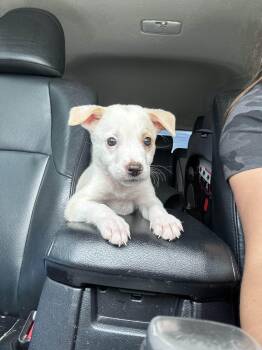 Rescue Mixed Breed Dogs for Adoption in Charleston, South Carolina - Luna | PetCurious