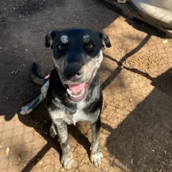 Rescue Black Mouth Cur and Catahoula Leopard Dog Dogs for Adoption in Stephenville, Texas - Eve | PetCurious