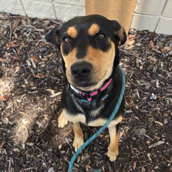 Ruth -  Mixed Breed Dog for Adoption in Williston, Florida - Ruth | PetCurious