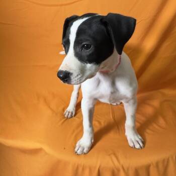 Cotton -  Mixed Breed Dog for Adoption in Wappingers Falls, New York - Cotton | PetCurious