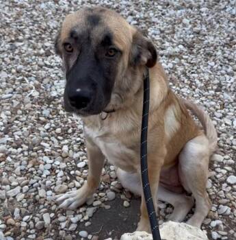 German Shepherd Dog and Labrador Retriever Dogs Available for Adoption - Brooklyn | PetCurious