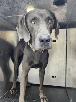 LANCELOT -  Weimaraner Dog for Adoption in San Antonio, Texas - LANCELOT | PetCurious