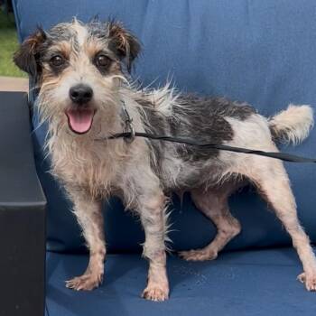 Oakley -  Wirehaired Terrier and Mixed Breed Dog for Adoption in Corpus Christi, Texas - Oakley | PetCurious