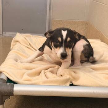 Dilly Bar -  Mixed Breed Dog for Adoption in Bristol, Indiana - Dilly Bar | PetCurious