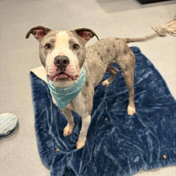Rocky -  Mixed Breed Dog for Adoption in Canal Winchester, Ohio - Rocky | PetCurious
