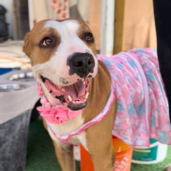 Rescue American Bulldog Dogs for Adoption in Houston, Texas - Sasha | PetCurious
