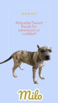 Rescue Catahoula Leopard Dog Dogs for Adoption in Chuckey, Tennessee - Milo - NC | PetCurious