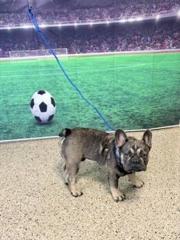 BOW -  French Bulldog Dog for Adoption in Doral, Florida - BOW | PetCurious